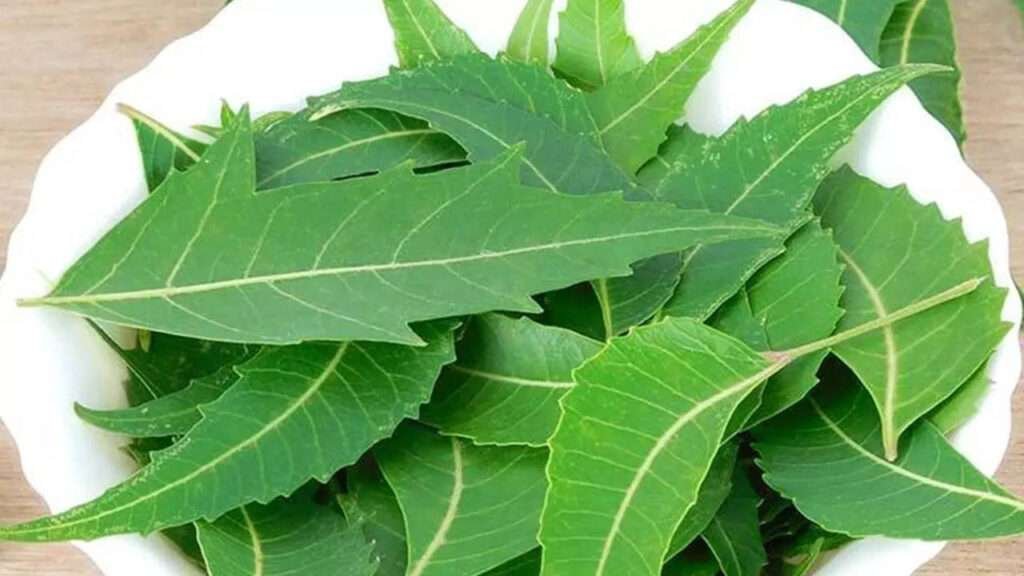 Uses of neem leaves  11 tips to protect skin, hair and health!